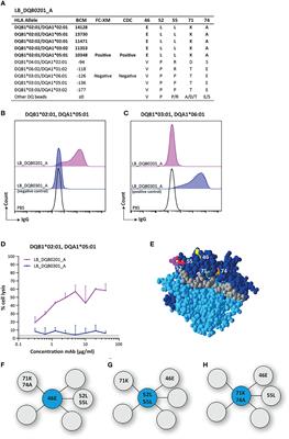 HLA-DQ-Specific Recombinant Human Monoclonal Antibodies Allow for In-Depth Analysis of HLA-DQ Epitopes